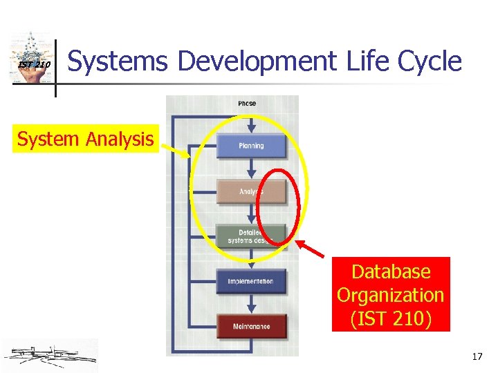 IST 210 Systems Development Life Cycle System Analysis Database Organization (IST 210) 17 