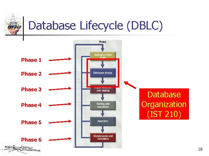 IST 210 Database Lifecycle (DBLC) Phase 1 Phase 2 Phase 3 Phase 4 Database