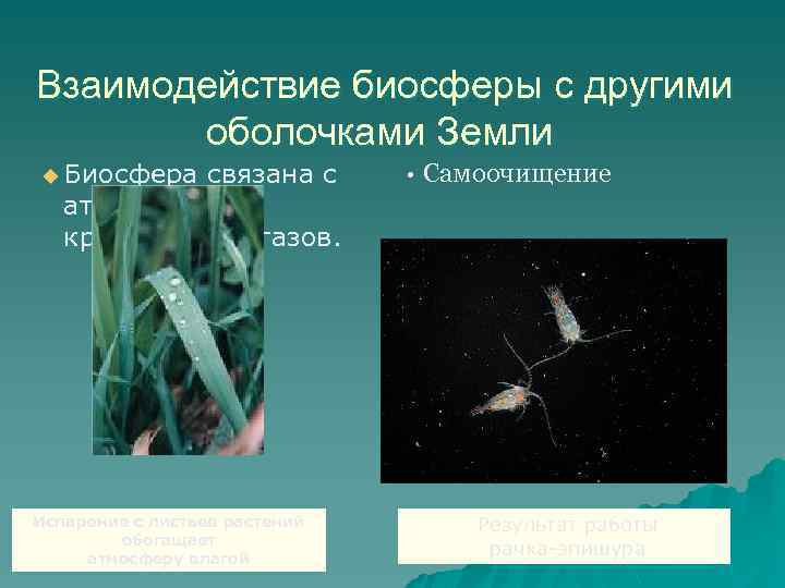 Взаимодействие биосферы с другими оболочками Земли u Биосфера связана с • Самоочищение атмосферой круговоротом