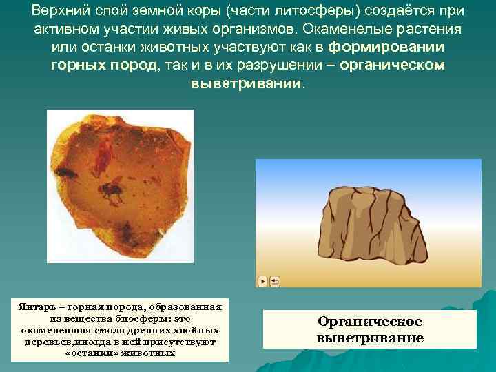 Верхний слой земной коры (части литосферы) создаётся при активном участии живых организмов. Окаменелые растения