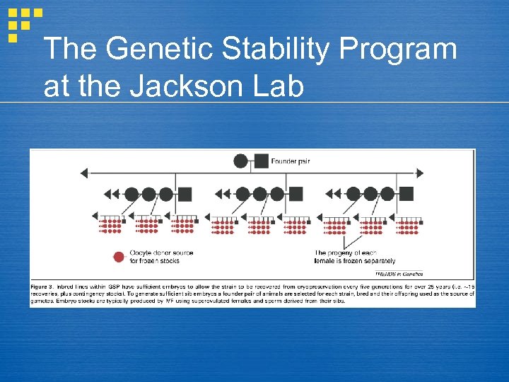 The Genetic Stability Program at the Jackson Lab 