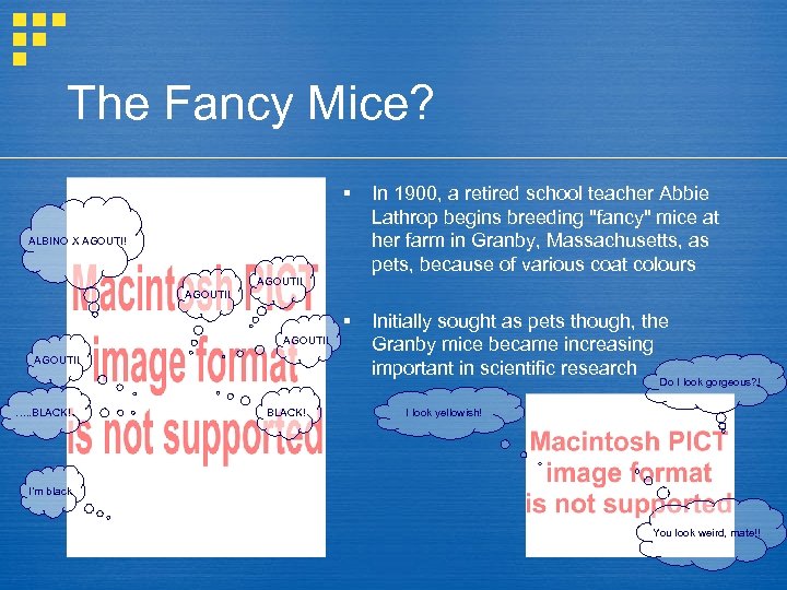 The Fancy Mice? § In 1900, a retired school teacher Abbie Lathrop begins breeding