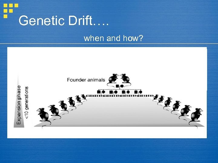 Genetic Drift…. when and how? 
