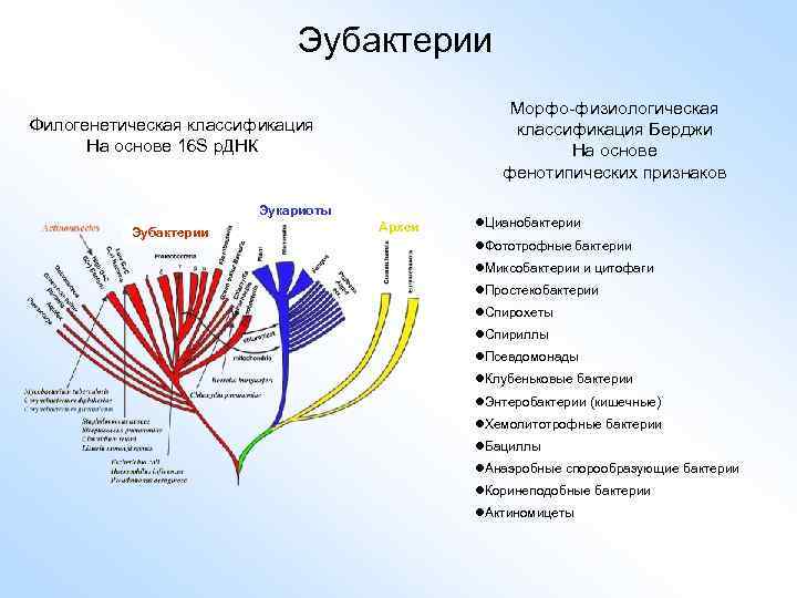 Филогенетическая схема грибов