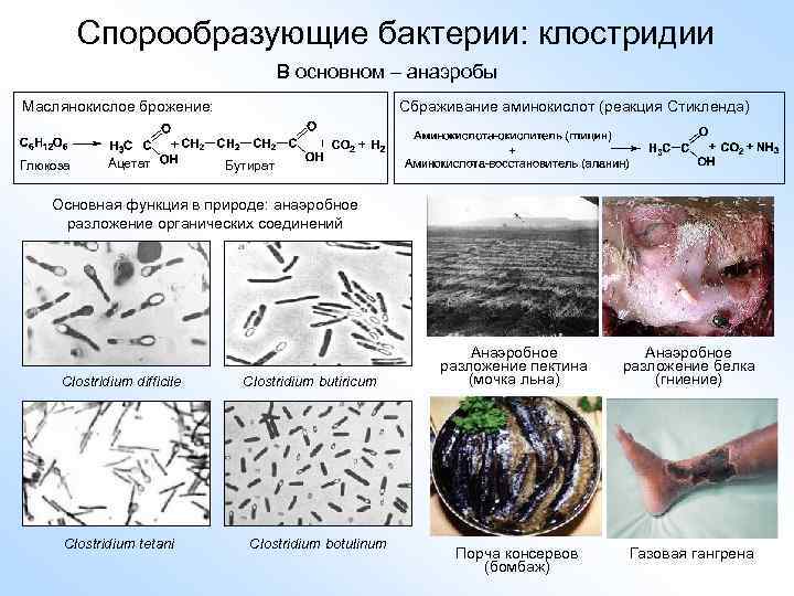 Бактерии являются тест. Clostridium маслянокислое брожение. Маслянокислое брожение клостридии. Спорообразующие анаэробы микробиология.