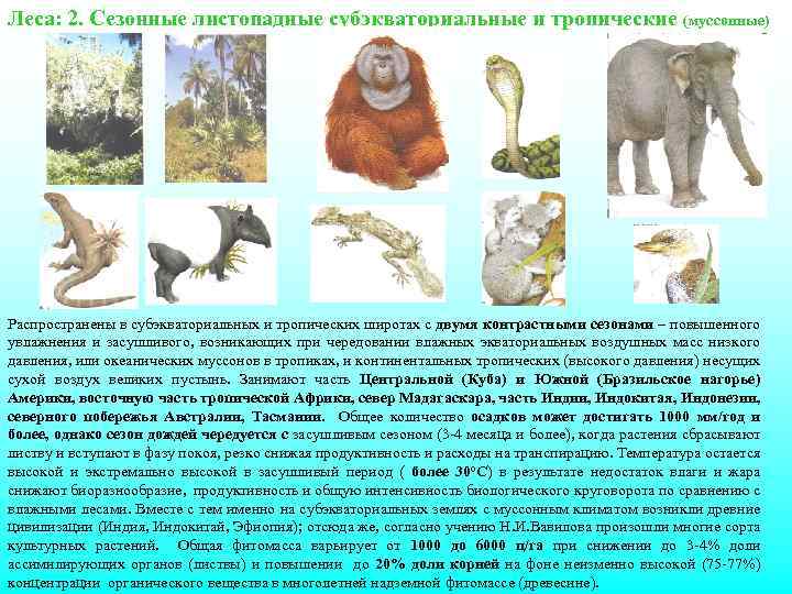 Леса: 2. Сезонные листопадные субэкваториальные и тропические (муссонные) Распространены в субэкваториальных и тропических широтах