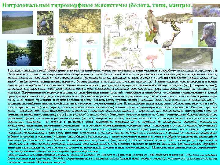 Интразональные гидроморфные экосистемы (болота, топи, мангры. . ) Ветленды (влажные земли) распространены во всех