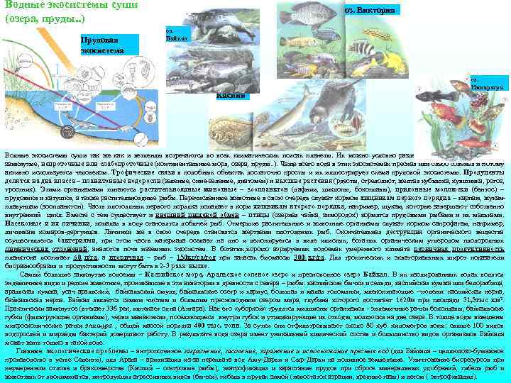 Водные экосистемы суши (озера, пруды. . ) Прудовая экосистема оз. Виктория оз. Байкал Каспий