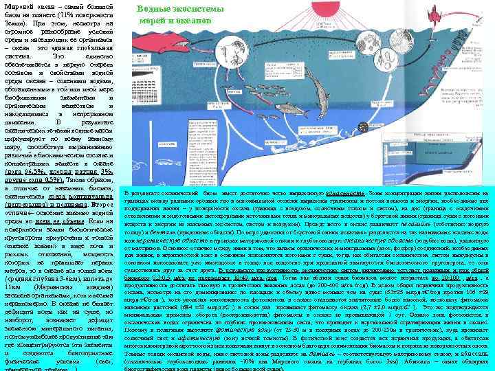 Мировой океан – самый большой биом на планете (71% поверхности Земли). При этом, несмотря