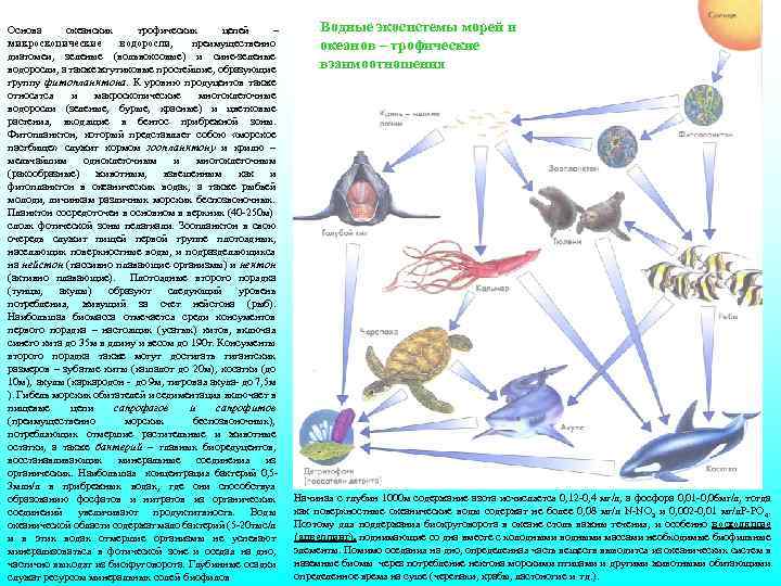 Основа океанских трофических цепей – микроскопические водоросли, преимущественно диатомеи, зеленые (вольвоксовые) и сине-зеленые водоросли,