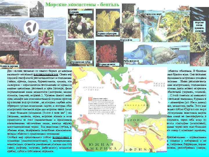 Морские экосистемы - бенталь Асцидиифильтраторы Саргассово море Морская звезда кульцита, актинии Коралл субрегория Морской