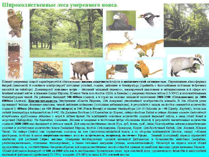 Широколиственные леса умеренного пояса. Климат умеренных широт характеризуется относительно низким давлением воздуха и циклонической