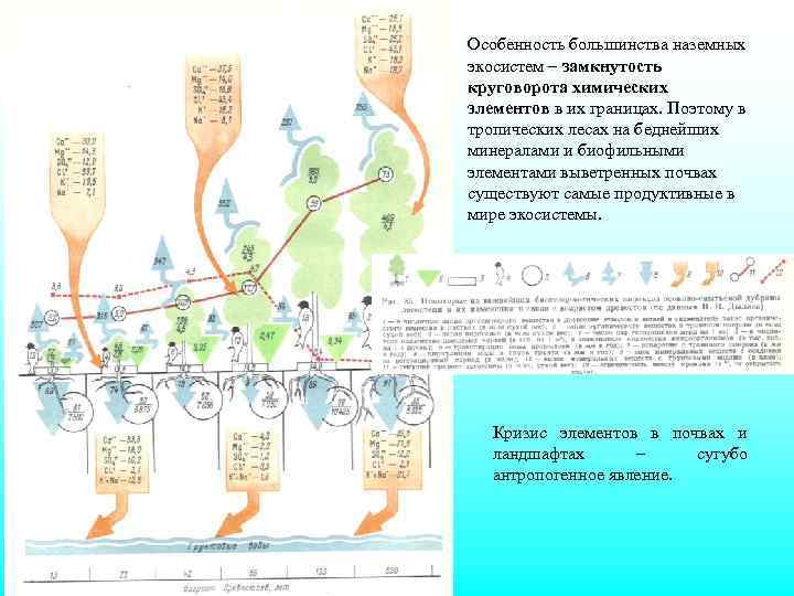 Особенность большинства наземных экосистем – замкнутость круговорота химических элементов в их границах. Поэтому в