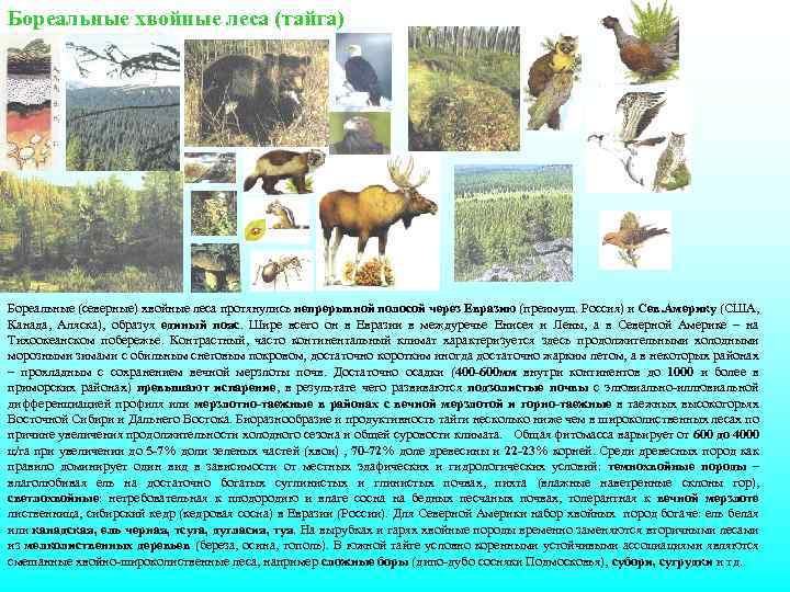 Бореальные хвойные леса (тайга) Бореальные (северные) хвойные леса протянулись непрерывной полосой через Евразию (преимущ.