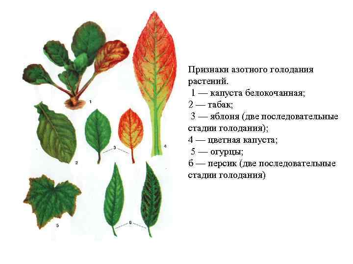 Признаки азотного голодания растений. 1 — капуста белокочанная; 2 — табак; 3 — яблоня