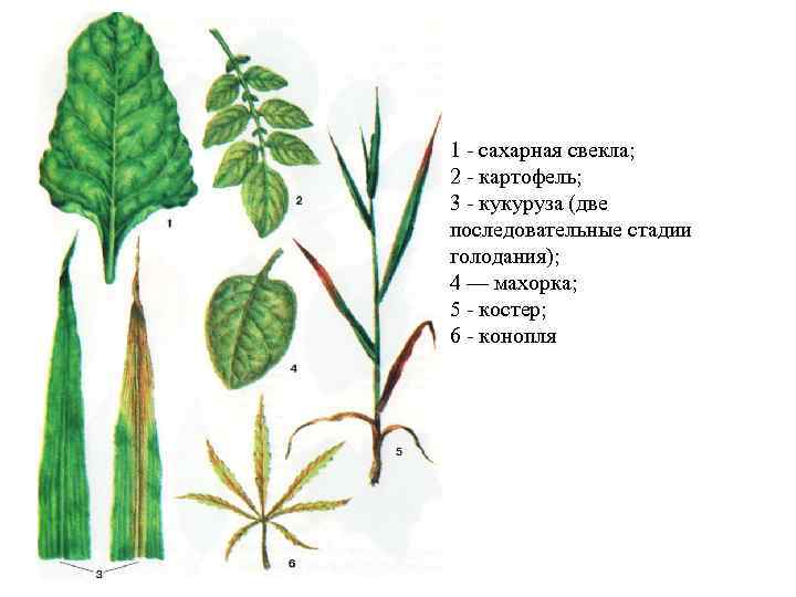 1 - сахарная свекла; 2 - картофель; 3 - кукуруза (две последовательные стадии голодания);