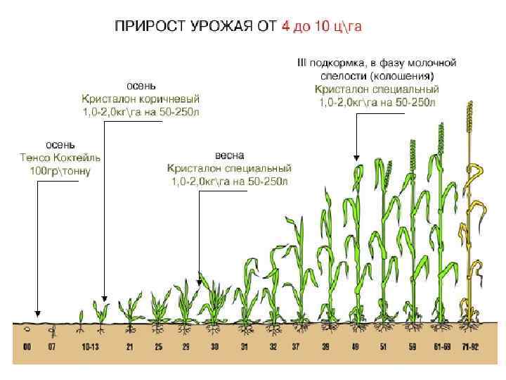 Вегетация растений что это простыми словами. Фенологические фазы роста кукурузы. Кукуруза этапы роста и развития. Фазы развития кукурузы по месяцам. Фазы развития кукурузы ВВСН.