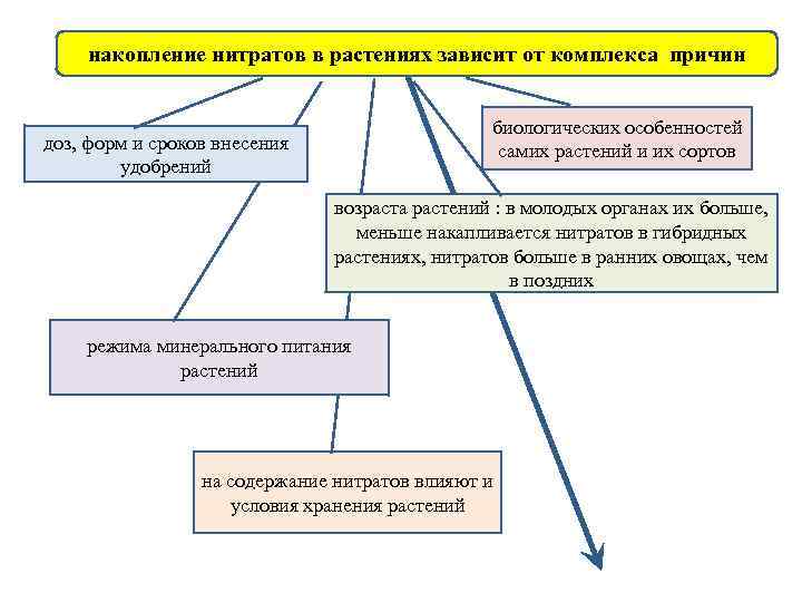 накопление нитратов в растениях зависит от комплекса причин биологических особенностей самих растений и их