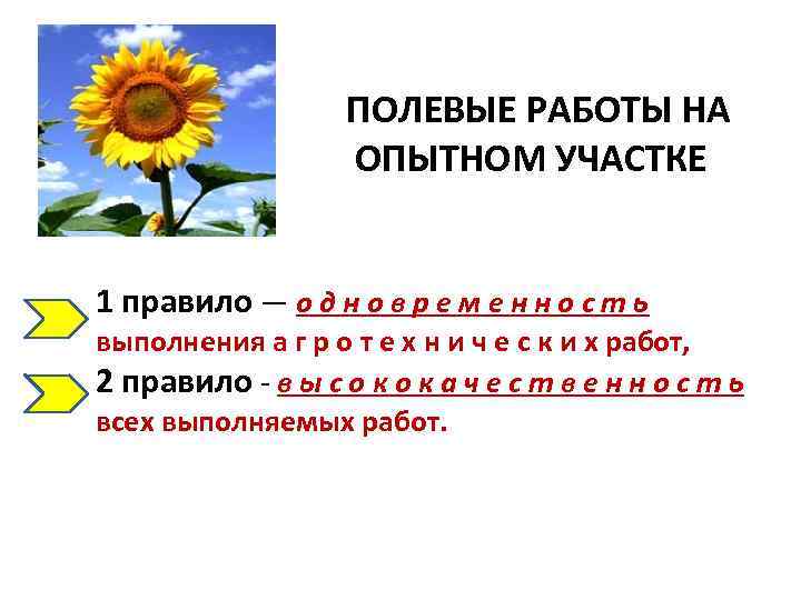 ПОЛЕВЫЕ РАБОТЫ НА ОПЫТНОМ УЧАСТКЕ 1 правило — о д н о в р