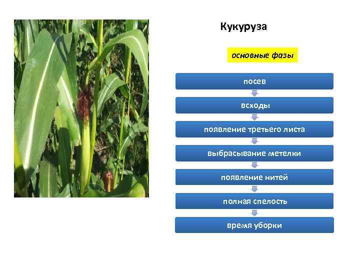 Кукуруза основные фазы посев всходы появление третьего листа выбрасывание метелки появление нитей полная спелость