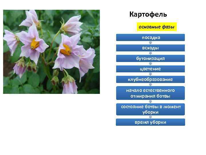 Картофель основные фазы посадка всходы бутонизация цветение клубнеобразование начало естественного отмирания ботвы состояние ботвы