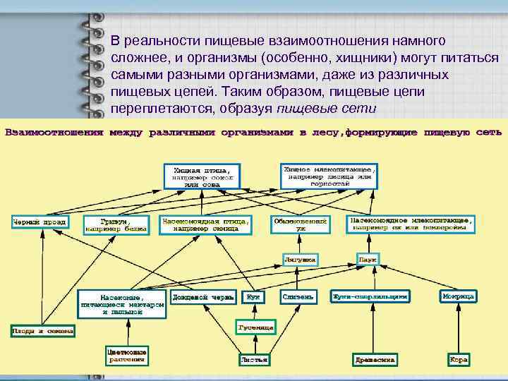 В реальности пищевые взаимоотношения намного сложнее, и организмы (особенно, хищники) могут питаться самыми разными