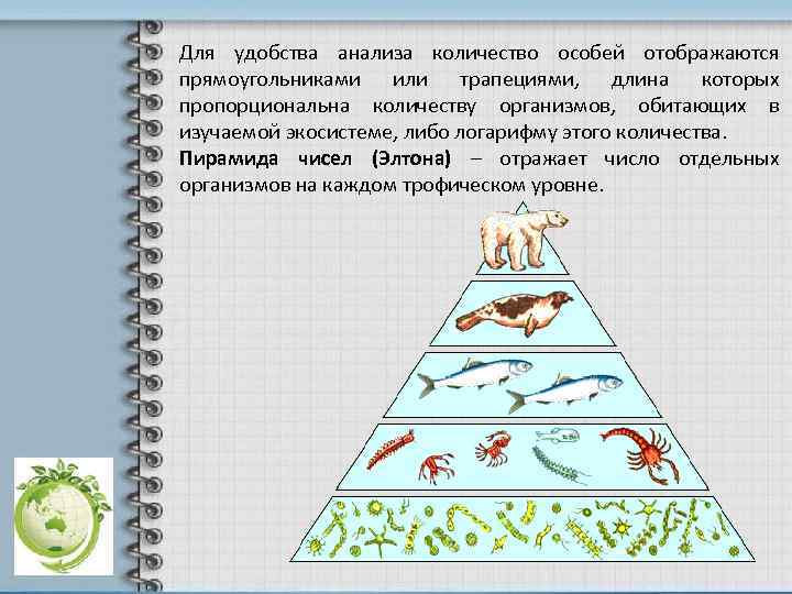 Для удобства анализа количество особей отображаются прямоугольниками или трапециями, длина которых пропорциональна количеству организмов,