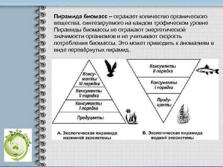 Пирамида биомасс – отражает количество органического вещества, синтезируемого на каждом трофическом уровне Пирамиды биомассы