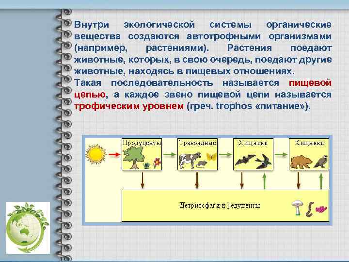 Внутри экологической системы органические вещества создаются автотрофными организмами (например, растениями). Растения поедают животные, которых,