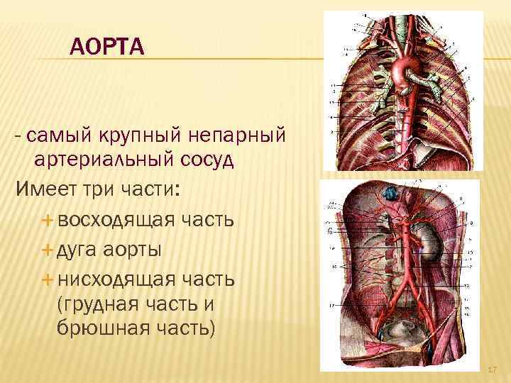 Схема анастомозов непарных ветвей брюшной части аорты