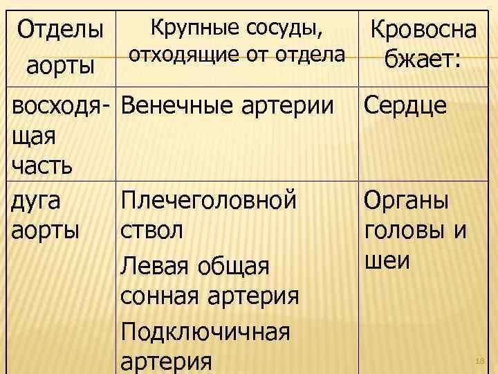 Крупные сосуды, Отделы Кровосна отходящие от отдела бжает: аорты восходя- Венечные артерии щая часть