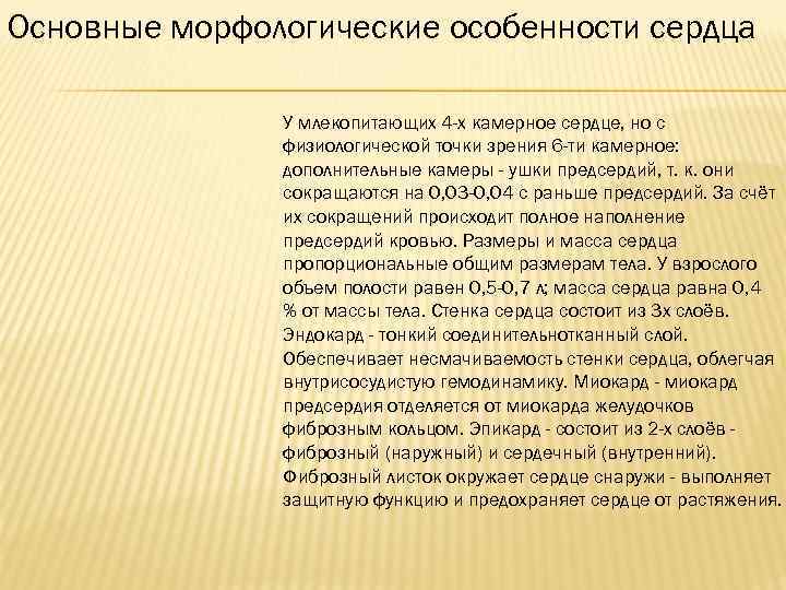 Основные морфологические особенности сердца У млекопитающих 4 -х камерное сердце, но с физиологической точки