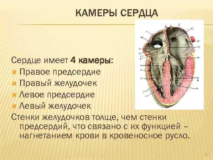 КАМЕРЫ СЕРДЦА Сердце имеет 4 камеры: Правое предсердие Правый желудочек Левое предсердие Левый желудочек
