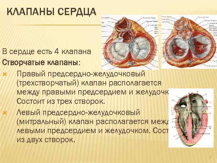 Трехстворчатый клапан сердца