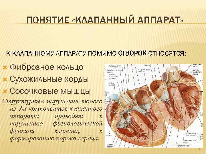ПОНЯТИЕ «КЛАПАННЫЙ АППАРАТ» К КЛАПАННОМУ АППАРАТУ ПОМИМО СТВОРОК ОТНОСЯТСЯ: Фиброзное кольцо Сухожильные хорды Сосочковые