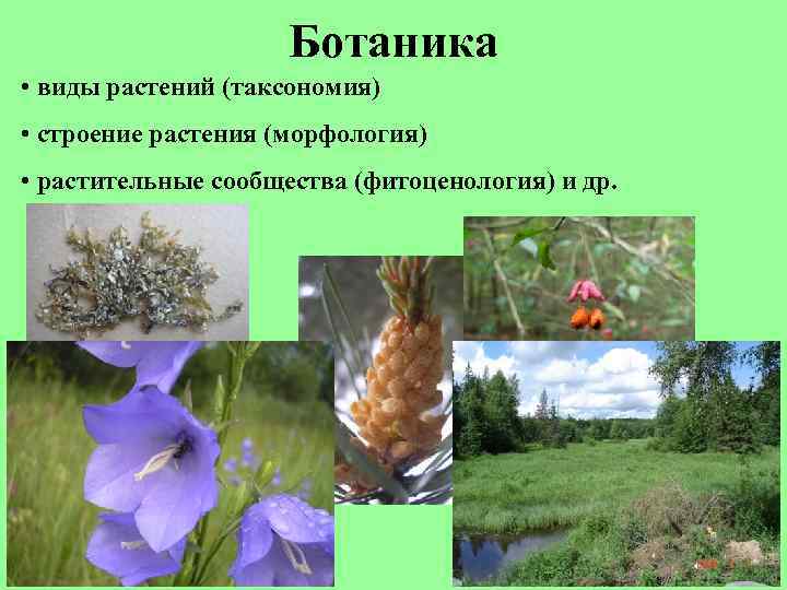 Ботаника • виды растений (таксономия) • строение растения (морфология) • растительные сообщества (фитоценология) и