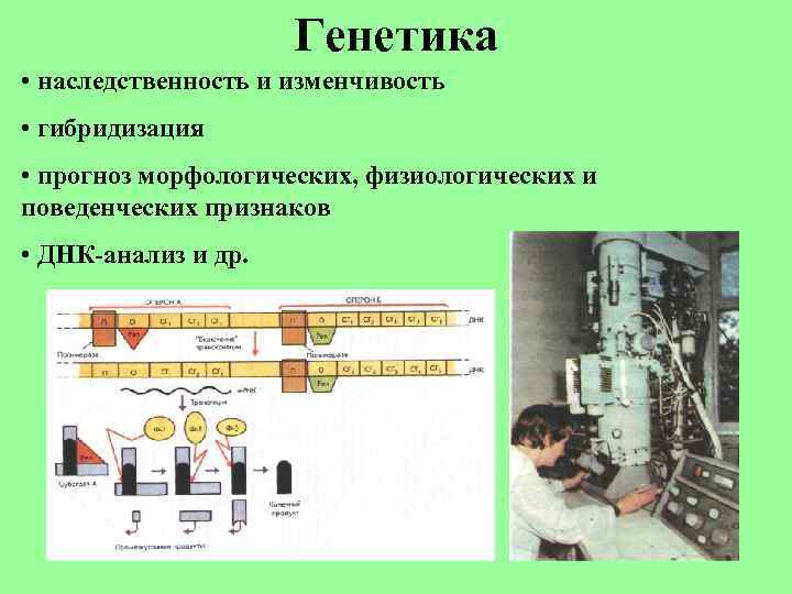 Генетика • наследственность и изменчивость • гибридизация • прогноз морфологических, физиологических и поведенческих признаков