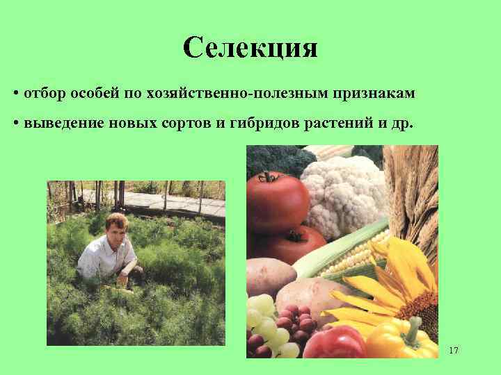 Селекция • отбор особей по хозяйственно-полезным признакам • выведение новых сортов и гибридов растений