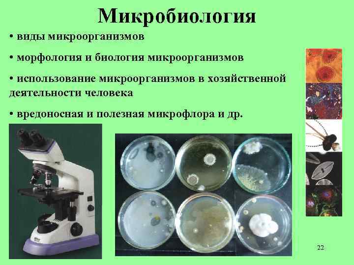 Микробиология • виды микроорганизмов • морфология и биология микроорганизмов • использование микроорганизмов в хозяйственной