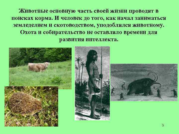 Животные основную часть своей жизни проводят в поисках корма. И человек до того, как