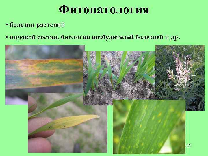 Фитопатология • болезни растений • видовой состав, биология возбудителей болезней и др. 30 