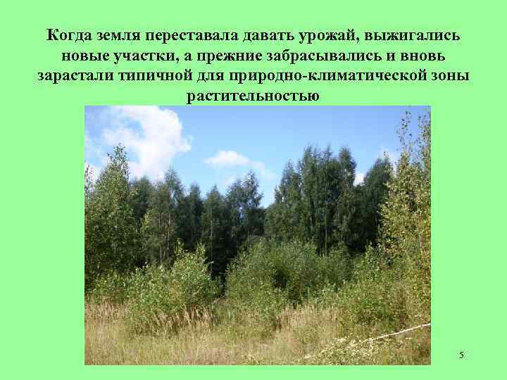 Когда земля переставала давать урожай, выжигались новые участки, а прежние забрасывались и вновь зарастали