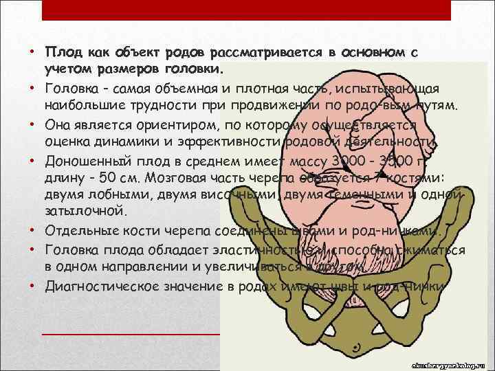  • Плод как объект родов рассматривается в основном с учетом размеров головки. •