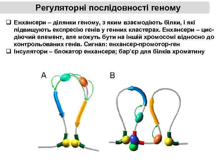 Регуляторні послідовності геному q Енхансери – ділянки геному, з яким взаємодіють білки, і які