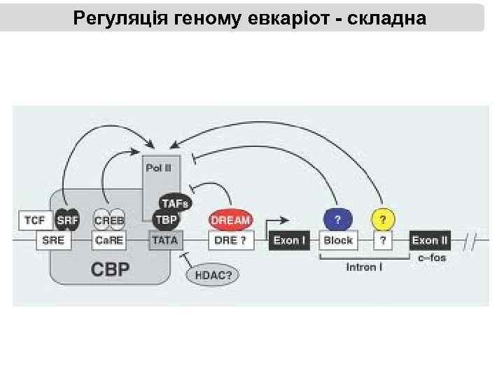 Регуляція геному евкаріот - складна 