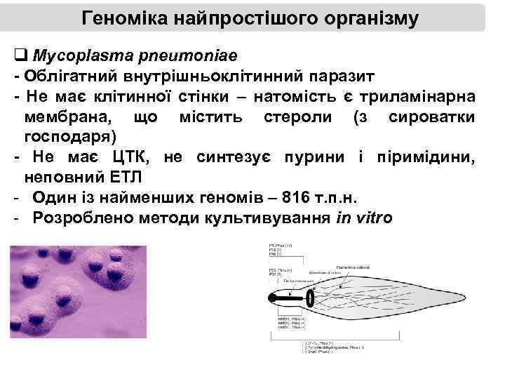 Геноміка найпростішого організму q Mycoplasma pneumoniae - Облігатний внутрішньоклітинний паразит - Не має клітинної