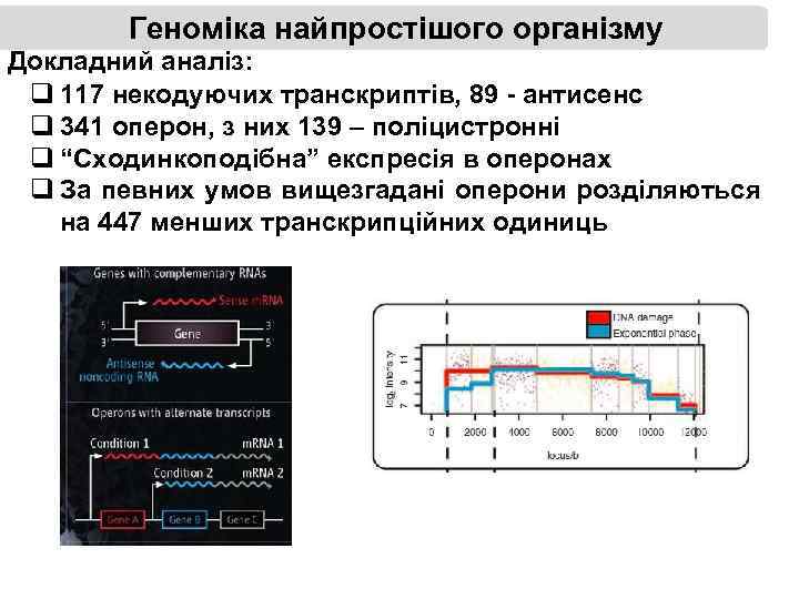 Геноміка найпростішого організму Докладний аналіз: q 117 некодуючих транскриптів, 89 - антисенс q 341
