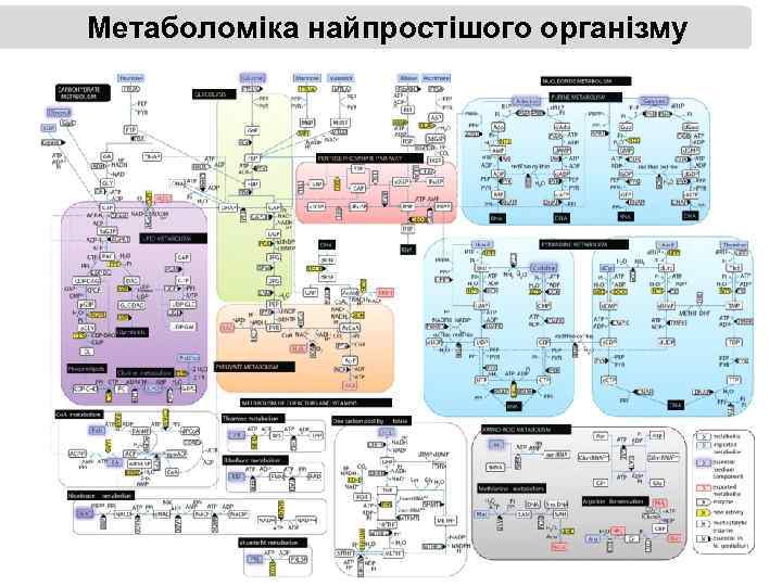 Метаболоміка найпростішого організму 