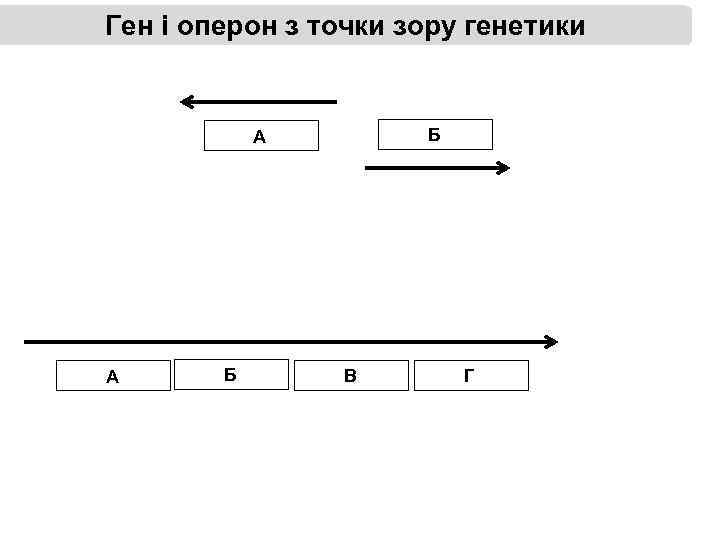 Ген і оперон з точки зору генетики Б А А Б В Г 