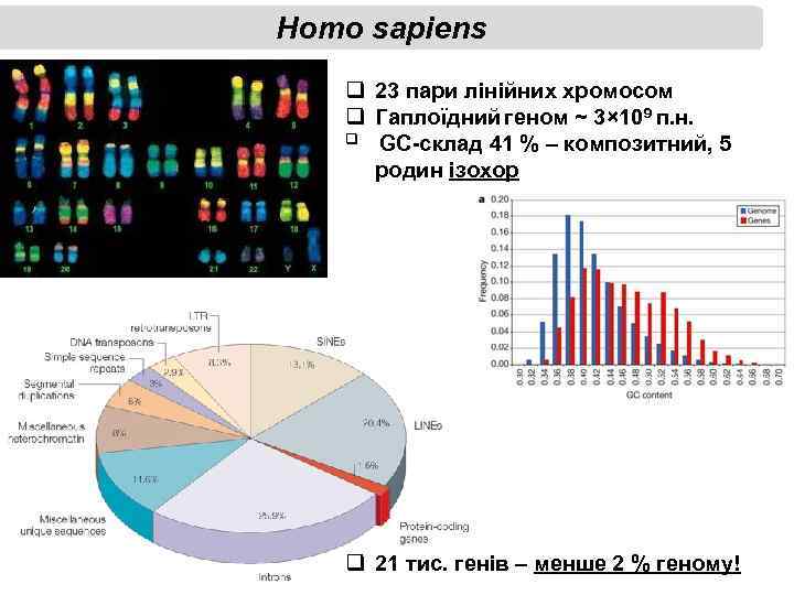 Homo sapiens q 23 пари лінійних хромосом q Гаплоїдний геном ~ 3× 109 п.